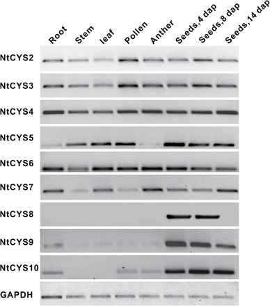 RT–PCR examination of the transcripts of novel cystatin family genes in tobacco. cDNA prepared from root, stem, leaf, pollen, anther, and seeds at stage 1, 5, and 9 were selected as templates for PCR. Glyceraldehyde-3-phosphate dehydrogenase (GAPDH) was used as the control. The nine stages of seed development were divided according to the corresponding stages of embryogenesis in tobacco (Zhao et al., 2013).