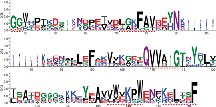 Conserved motifs in tobacco cystatins. Conserved motifs in cystatins are labelled with dotted lines, and the number under the character of amino acids indicates the position of amino acids in the protein sequences corresponding to that in Supplementary Fig. S1 at JXB online. (This figure is available in colour at JXB online.)
