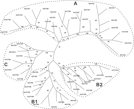 Phylogenetic relationships of the cystatins from Nicotians tabacum, Arabidopsis thaliana, Glycine max, Oryza sativa, Hordeum vulgare, and Solanum lycopersicum. The tree was calculated with Phylip Ver. 3.68 software using the Protpars method. The numbers at the nodes indicate the bootstrap values. Accession numbers of the protein sequences used in this analysis were as follows: A. thaliana AtCYS1 (AT5G12140), AtCYS2 (AT2G31980), AtCYS3 (AT3G12490), AtCYS4 (AT4G16500), AtCYS5 (AT5G47550), AtCYS6 (At3g12490), AtCYS7 (At5g05110); G. max GmCYS1 (ACU14306), GmCYS2 (CAI84599), GmCYS3 (CAI84598), GmCYS4 (BAA19610), GmCYS5 (ACU19522), GmCYS6 (ACU14962), GmCYS7 (CAI84604), GmCYS8 (CAI84601); O. sativa OsCYS1 (Os01g58890), OsCYS2 (Os05g41460),OsCYS3 (Os05g33880), OsCYS4 (Os01g68660), OsCYS5 (Os01g68670), OsCYS6 (Os03g11180), OsCYS7 (Os03g11170), OsCYS8 (Os03g31510), OsCYS9 (Os03g11160), OsCYS10 (Os04g28250), OsCYS11 (Os09g08100), OsCYS12 (Os01g16430); H. vulgare HvCYS1 (Y12068), HvCYS2 (AJ748337), HvCYS3 (AJ748338), HvCYS4 (AJ748344), HvCYS5 (AJ748340), HvCYS6 (AJ748341), HvCYS7 (AJ748345), HvCYS8 (AJ748343), HvCYS9 (AJ748339), HvCYS10 (AJ748342), HvCYS11 (AJ748346), HvCYS12 (AJ748347), HvCYS13 (AJ748348); and S. lycopersicum SlCYS1 (AAF23126), SlCYS2 (ABG23376).