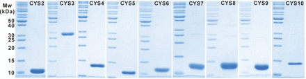 Purification of tobacco cystatins. Coomassie blue-stained SDS–polyacrylamide gel showing purified cystatins.