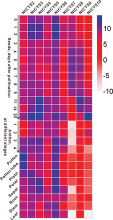 Expression profile of cystatin family genes in tobacco, which was constructed based on the relative expression level of each cystatin gene in different tissues. The expression level was normalized to the average expression level of GAPDH (AJ133422), polyubiquitin (GQ281244), and elongation factor 1α (AF120093). A blue box indicates a higher expression level of the cystatin family genes, whereas a white box indicates a lower expression level of the cystatin family genes. Anthers at stages 1–4 correspond to anthers containing microspore mother cells, tetrads, single-nucleated pollen, and bi-nucleated pollen, respectively. The scale bar represents the fold change (log2 value).