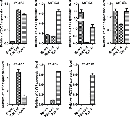 Relative expression levels of tobacco cystatin family genes in sperm cells, egg cells, and zygotes. The expression level of each cystatin in the zygote is set as 1. The expression level was normalized to the average expression level of GAPDH (AJ133422), polyubiquitin (GQ281244), and elongation factor 1α (AF120093). Error bars represent ±SE from three independent experiments.