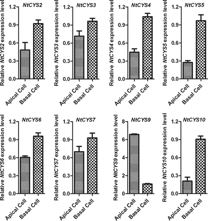 Relative expression levels of cystatin family genes in apical and basal cells. The expression level of each cystatin in the basal cell was set as 1. The expression level was normalized to the average expression level of GAPDH (AJ133422), polyubiquitin (GQ281244), and elongation factor 1α (AF120093). Error bars represent ±SE from three independent experiments.