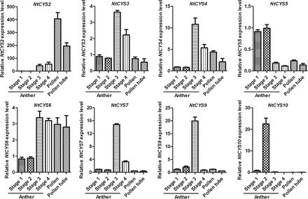 Transcript levels of cystatin family genes in male organs. The expression of each cystatin in anthers at stage 1 was set as 1. Anthers at stages 1–4 correspond to anthers containing microspore mother cells, tetrads, single-nucleated pollen, and bi-nucleated pollen, respectively. The expression level was normalized to the average expression level of GAPDH (AJ133422), polyubiquitin (GQ281244), and elongation factor 1α (AF120093). Error bars represent ±SE from three independent experiments.
