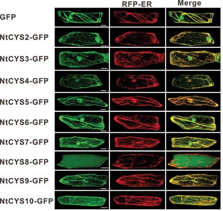 Intracellular localization of tobacco cystatins in A. cepa epidermal cells. GFP alone was used as a control. Scale bars = 50 μm. (This figure is available in colour at JXB online.)