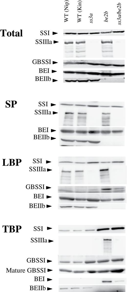 Isozyme distributions in protein fractions from developing endosperm. Immunoblotting of the total protein extract (Total), the soluble protein fraction (SP), the loosely bound protein fraction (LBP), and the tightly bound protein fraction (TBP) from developing endosperm at 12 days after flowering (DAF) of the ss3a/be2b mutant, parental mutant, and wild-type lines using antiserum raised against rice SSI, SSIIIa, GBSSI, BEI, and BEIIb. GBSSI from mature endosperm (mature GBSSI) was also analysed. The amount of protein in the Total, SP, and LBP bands was standardized by one seed, and TBP was standardized by milligrams of starch. Kin, Kinmaze; Nip, Nipponbare; WT, wild type.