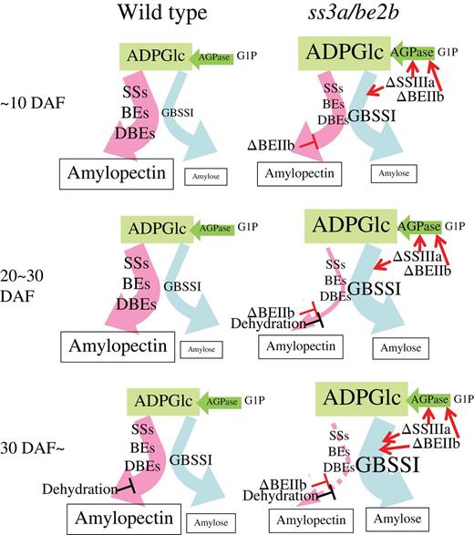 Possible mechanism of the partitioning of carbon into amylopectin and amylose during starch biosynthesis in the wild type and the ss3a/be2b mutant rice line. The sizes of the characters correspond to the expression levels of enzymes and the amount of ADP-glucose. The thickness of the arrows shows the amount of carbon flow into amylopectin and amylose. ΔSSIIIa and ΔBEIIb indicate the deficiency of SSIIIa and BEIIb, respectively. Red arrows and slanting ‘T's indicate the enhancement and suppression of enzyme levels, respectively. It should be noted that the flow to the ADP-glucose and/or the level of ADP-glucose concentration are increased by the defect of SSIIIa and BEIIb. ADPase, ADP-glucose pyrophosphorylase; ADPG, ADP-glucose; G1P, glucose-1 phosphate; SSs, starch synthases; BEs, branching enzymes; DBEs, debranching enzymes.
