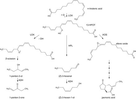Pathways for synthesis of linolenic acid products in tomato. The pathway for synthesis of C5 volatiles is based on the proposed soybean pathway (Salch et al., 1995). ADH, alcohol dehydrogenase; AOC, allene oxide cyclase; AOS, allene oxide synthase; HPL, hydroperoxide lyase; LOX, lipoxygenase; 13-HPOT, 13(S)-hydroperoxy-9(Z),11(E),15(Z)-octadecatrienoic acid.