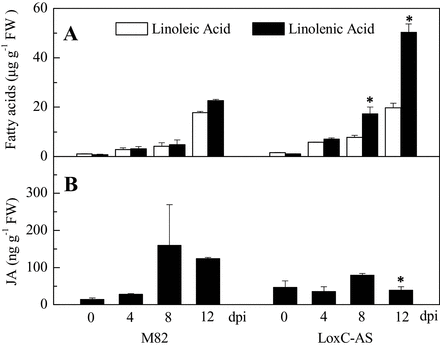 Quantification of jasmonic, linoleic, and linolenic acids following Xcv infection. Values are mean ± standard error of three biological replicates. Significant differences between M82-infected and LoxC-AS-infected plants are indicated with asterisks above bars: *P ≤ 0.05. Significant differences between LoxC-AS and M82 line plants at the same time points are indicated with asterisks above the bars: *P ≤ 0.05.