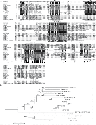 Alignment and phylogenetic relationship of ZFP36 with the other stress-responsive C2H2-type ZFPs. (A) Alignment of ZFP36 with other plant stress-responsive C2H2-type ZFPs. Characteristic amino acid sequences (NLS, L-box, two zinc fingers, and DLN-box) are boxed, and the putative NLS is underlined. Positions containing identical residues are shaded in black, while conservative residues are in grey. (B) The phylogenetic tree of plant stress-responsive C2H2-type ZFPs. Alignment of conserved ZFP sequences and phylogenetic analysis were performed by the program ClustalX 1.83 and MEGA 4, respectively. A distance tree was calculated using the Neighbor–Joining method. The lengths of the branches are proportional to the degree of divergence. Species designations and corresponding GenBank accession numbers are as follows: A. thaliana: AZF1 (BAA85108), AZF2 (BAB02542), AZF3 (AB030732), ZAT12 (AAM65582), STZ/ZAT10 (NP-174094); C. annuum: CaZFP1 (CAF74935); G. max: SCOF-1 (AAB39638); M. truncatula: Mt-ZFP1 (CAB77055); O. sativa: ZFP15 (AAP42460), ZFP36 (AAP51130.1), ZFP179 (AAL76091.1), ZFP182 (NP001051718.1), ZFP245 (AAQ95583), ZFP252 (AAO46041.1); P. hybrida: ZPT2-3 (BAA05079), ZPT2-2 (BAA05077.1); T. aestivum: WZF1 (BAA03902).