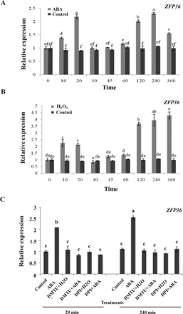 ABA and H2O2 induce the expression of ZFP36 in rice leaves. (A) Expression analysis of ZFP36 in leaves of rice plants exposed to ABA treatment. (B) Expression analysis of ZFP36 in leaves of rice plants exposed to H2O2 treatment. (C) Effects of pre-treatments with dimethylthiourea (DMTU) and diphenylene iodonium (DPI) on the expression of ZFP36 in rice leaves exposed to ABA treatment. In (A, B), the rice seedlings were treated with 100 μM ABA (A) or 10mM H2O2 (B) for various times as indicated. In (C), the rice seedlings were pre-treated with 5mM DMTU or 100 μM DPI for 2h, and then exposed to 100 μM ABA for 20min and 240min, respectively. Relative expression levels of the ZFP36 gene were analysed by real-time quantitative RT–PCR. Values are means ±SE of three independent experiments. Means denoted by the same letter did not differ significantly at P<0.05 according to Duncan’s multiple range test.