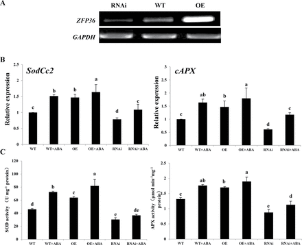 ZFP36 is required for ABA-induced up-regulation of the expression and the activities of antioxidant enzymes in rice leaves. (A) The expression of ZFP36 analysed by RT–PCR in ZFP36-OE plants, ZFP36-RNAi plantsm and WT plants grown under control conditions. The glyceraldehyde-3-phosphate dehydrogenase gene (GAPDH) was amplified as a control for the amount of template. (B, C) The expression of SodCc2 and cAPX (B) and the activities of SOD and APX (C) in the leaves of ZFP36-OE plants, ZFP36-RNAi plants, and WT plants. The rice seedlings were treated with 100 μM ABA for 12h, and the relative expression levels of SodCc2 and cAPX and the activities of SOD and APX were analysed. In (A), experiments were repeated at least three times with similar results. In (B, C), values are means ±SE of three independent experiments. Means denoted by the same letter did not differ significantly at P<0.05 according to Duncan’s multiple range test.