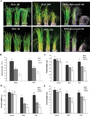 ZFP36 enhances the tolerance of rice plants to water stress and oxidative stress. (A) Photographs of ZFP36-OE plants, ZFP36-RNAi plants, and WT plants grown under water stress and oxidative stress. Ten-day-old rice seedlings were treated with 18% PEG 4000 for 15 d or 2-week-old plants were treated with 100mM H2O2 for 20 d, and then left to recover for 14 d. (B) The survival rate (%) of the rice plants after recovery by re-watering for 14 d shown in (A). (C–E) The growth analysis of ZFP36-OE plants, ZFP36-RNAi plants, and WT plants under water stress and oxidative stress. Ten-day-old rice seedlings were treated with 18% PEG 4000, 100mM H2O2 for 15 d, and the lengths of shoots (C) and roots (E) and shoot fresh weight (D) were measured. In (A), experiments were repeated at least three times with similar results. In (B–E), values are means ±SE of three independent experiments. Means denoted by the same letter did not differ significantly at P<0.05 according to Duncan’s multiple range test.