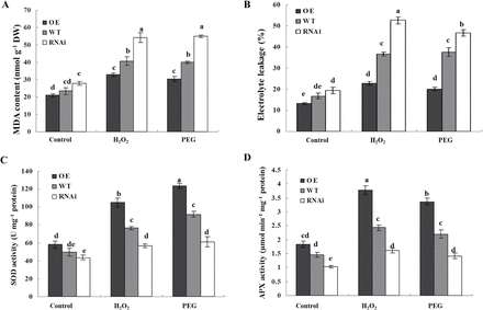 ZFP36 up-regulates the activities of antioxidant enzymes and reduces oxidative damage under water stress and oxidative stress. (A, B) The content of MDA (A) and the percentage leakage of electrolyte (B) in the leaves of ZFP36-OE plants, ZFP36-RNAi plants, and WT plants. Ten-day-old rice seedlings were treated with 15% PEG 4000, 100mM H2O2 for 2 d, and then leaves were sampled for the determination of MDA content and electrolyte leakage (%).(C, D) The activities of SOD (C) and APX (D) in the leaves of ZFP36-OE plants, ZFP36-RNAi plants, and WT plants. Ten-day-old rice seedlings were treated with 15% PEG 4000, 100mM H2O2 for 12h, and then leaves were sampled for the determination of the activities of SOD and APX. Values are means ±SE of three independent experiments. Means denoted by the same letter did not differ significantly at P<0.05 according to Duncan’s multiple range test.