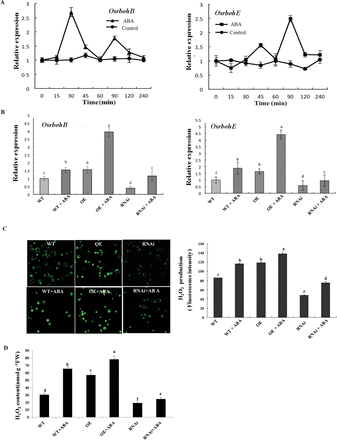 ZFP36 regulates the expression of NADPH oxidase genes and the production of H2O2 in ABA signalling. (A) Time course of changes in the expression of OsrbohB and OsrbohE in leaves of rice plants exposed to ABA treatment. The rice seedlings were treated with 100 μM ABA for various times as indicated, and the relative expression levels of OsrbohB and OsrbohE were analysed by real-time quantitative RT–PCR. (B) The expression of OsrbohB and OsrbohE in the leaves of ZFP36-OE plants, ZFP36-RNAi plants, and WT plants. The rice seedlings were treated with 100 μM ABA for 30min (OsrbohB) or 90min (OsrbohE), and the relative expression levels of OsrbohB and OsrbohE were analysed by real-time quantitative RT–PCR. (C) The production of H2O2 in the protoplasts from ZFP36-OE plants, ZFP36-RNAi plants, and WT plants. The protoplasts were treated with 10 μM ABA (+ABA) or the incubation medium (–ABA) for 5min, and then loaded with H2DCF-DA for 10min. H2O2 was visualized by confocal microscopy (left), and the fluorescence intensity was analysed by Leica IMAGE software (right). (D) The content of H2O2 in the leaves of ZFP36-OE plants, ZFP36-RNAi plants, and WT plants. The rice seedlings were treated with 100 μM ABA for 2h, and the content of H2O2 in leaves was analysed. Values are means ±SE of three independent experiments. Means denoted by the same letter did not differ significantly at P<0.05 according to Duncan’s multiple range test.