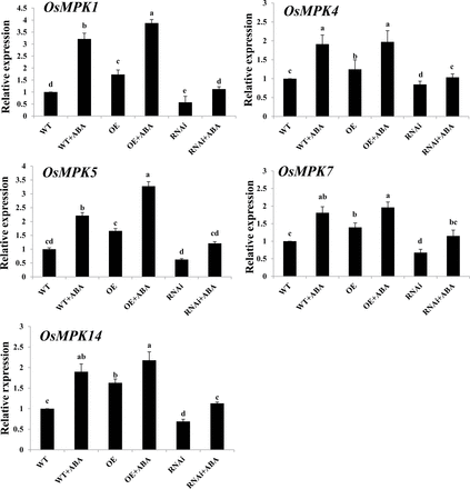 The expression of OsMPK genes in leaves of ZFP36-OE plants, ZFP36-RNAi plants, and WT plants. The rice seedlings were treated with 100 μM ABA for 30min (for OsMPK4, OsMPK5, OsMPK7, and OsMPK14) or 60min (for OsMPK1), and the relative expression levels of OsMPK genes were analysed by real-time quantitative RT–PCR. Values are means ±SE of three independent experiments. Means denoted by the same letter did not differ significantly at P<0.05 according to Duncan’s multiple range test.