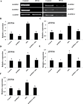 OsMPK genes regulate the expression of ZFP36 in rice protoplasts. (A) The transient RNA interference (RNAi) silencing of OsMPK1, OsMPK4, OsMPK5, OsMPK7, and OsMPK14 in rice protoplasts. The protoplasts were transfected with dsRNAs against OsMPK genes or with water (control) and incubated for 24h. The transient RNAi silencing of OsMPK genes was analysed by semi-quantitative RT–PCR. The glyceraldehyde-3-phosphate dehydrogenase gene (GAPDH) was amplified as a control for amount of a template. (B–F) The transient RNAi silencing of OsMPK1 (B), OsMPK4 (C), OsMPK5 (D), OsMPK7 (E), and OsMPK14 (F) reduces the ABA-induced expression of ZFP36 in rice protoplasts. The protoplasts were treated with 10 μM ABA for 5min, and the relative expression levels of ZFP36 were analysed by real-time quantitative RT–PCR. In (A), experiments were repeated at least three times with similar results. In (B–F), values are means ±SE of three independent experiments. Means denoted by the same letter did not differ significantly at P<0.05 according to Duncan’s multiple range test.