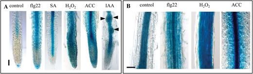 Induced FLS2 expression in roots is regulated in a tissue-dependent manner. (A) Promoter activity in the root tip of pFLS2::GUS seedlings (8 d after germination) after treatment with flg22 (10 μM), SA (50 μM), H2O2 (1mM), ACC (10 μM), and IAA (10 μM). (B) Promoter activity in the root differentiation zone after flg22 (10 μM), H2O2 (1mM), and ACC (10 μM) treatment; (A, B) bar=100 μm.