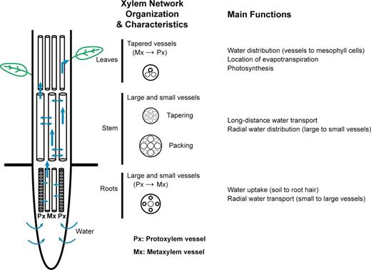 Main characteristics of the xylem network. Organization and characteristics of the xylem network: water flow throughout the plants depends on characteristics of the xylem in different organs. Water absorbed by the roots moves radially from small protoxylem vessels, which have high hydraulic resistance, to larger metaxylem vessels, with reduced hydraulic resistance. In the stem, the number and organization of vessels vary along the height of the plant height. Packing and tapering functions can be used to characterize each level of organization. In the leaves, water travels through small xylem vessels. During transpiration, negative hydrostatic pressure is generated at the interface between mesophyll cells and air.