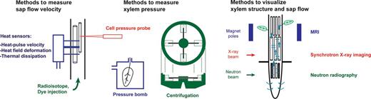 Methods and instruments used to analyse sap flow in plants. A. Schematic representation of different methods used to measure sap flow velocity. In heat-based methods, heat sensors (heat pulse velocity, heat field deformation, or thermal dissipation) are installed radially into a segment. In radioisotope or dye methods, tracers are injected into the xylem or uptaken from a cut segment. B. Methods used to measure negative pressure in the xylem. The observation scale and measurement target (i.e. cell, tissue, or organ) differ between indirect (i.e. pressure bomb, centrifugation) or direct (i.e. cell pressure probe) methods. C. Simultaneous visualization of xylem structure and sap flow using magnetic resonance, neutron or synchrotron X-ray imaging methods. The temporal and spatial resolutions vary for each imaging method.