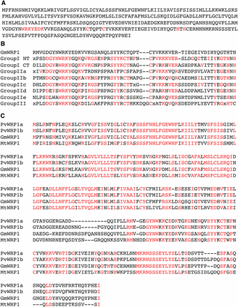 Sequence analysis of GmWRP1. (A) Amino acid sequence of GmWRP1. The hallmark amino acid residues for the WRKY domain are shown in red. (B) Alignment of the GmWRP1 WRKY domain sequence with the consensus sequences of the WRKY domains of seven WRKY subfamilies, including the N-terminal (NT) and C-terminal (CT) WRKY domains of group I WRKY proteins (Rushton et al., 2010). The amino acid residues in the consensus sequences of the WRKY domains identical to those in GmWRP1 are shown in red. (C) Close homologues of GmWRP1 in legume plants. Amino acid sequences of the WRP1 proteins from P. vulgaris (PvWRP1a and PvWRP1b), G. max (GmWRP1), and M. truncatula (MtWRP1) are from their annotated genomes, and fully conserved amino acid residues are shown in red.