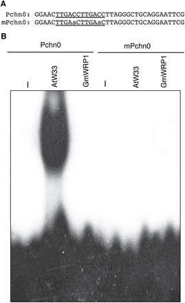 Analysis of DNA binding of GmWRP1 recombinant proteins. (A) Sequences of the Pchn0 probe, which contains two TTGACC W-box sequences, and the mPchn0 probe, which has the TTGACC sequences mutated into TTGAaC. (B) Sequence-specific binding of Pchn0 by Arabidopsis AtWRKY33 (AtW33) but not soybean GmWRP1 recombinant proteins. In mPchn0, changes in the TTGACC sequences to TTGAaC resulted in complete abolishment of binding by AtWRKY33.