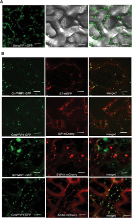 Localization of GmWRP1 in the Golgi apparatus. The GmWRP1–GFP fusion gene was co-expressed with Golgi apparatus marker ST-mRFP, ER marker BIP-mCherry-KDEL, TGN marker SYP41-mCherry, or MVB marker ARA6-mCherry in N. benthamiana. The GFP, mRFP, DIC, and merged images are shown. A majority of GmWRP1–GFP fluorescence signals were also labelled by ST-mRFP Golgi marker signals. However, few of the GmWRP1–GFP punctate fluorescence signals were labelled by BIP-mCherry-KDEL ER marker, SYP41-mCherry TGN marker, or ARA6-mCherry MVB marker signals. Bar, 10 µm.