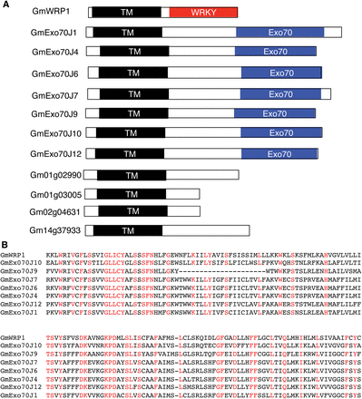 Soybean proteins containing N-terminal TM domains. (A) Diagrams of soybean proteins containing N-terminal transmembrane (TM) domains with or without an additional WRKY or Exo70 domain at the C-terminus. (B) Alignment of the amino acid residues of the N-terminal TM domain of GmWRP1 with those of the TM domains from GmExo70J proteins. Fully conserved amino acid residues are show in red.
