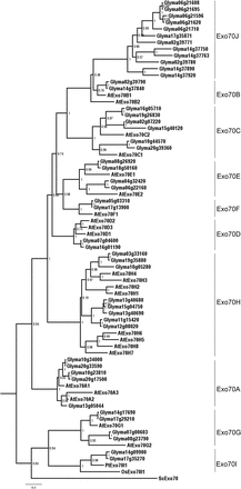 Phylogenetic analysis of full-length plant Exo70 proteins. The phylogenetic tree was inferred using the maximum likelihood methods from 47 soybean GmExo70 proteins, 23 Arabidopsis AtExo70 proteins, two rice Exo70I proteins, and both poplar and yeast Exo70. Bootstrap values from 1000 replicates were used to assess the robustness of the tree. Ten subclades of plant Exo70 proteins are indicated.