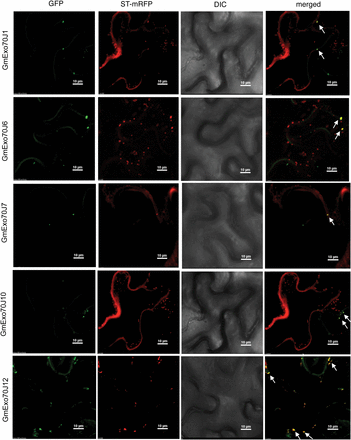Subcellular localization of soybean GmExo70 proteins. The GmExo70J–GFP fusion genes were coexpressed with the Golgi apparatus marker gene ST-mRFP in N. benthamiana. The GFP, mRFP, DIC, and merged images are shown. A majority of GmExo70J–GFP punctate fluorescence signals were also labelled by the ST-RFP Golgi marker signals, with some indicated by arrows. Co-expression of GmExo70J1, GmExo70J7, and GmExo70J10 also altered the labelling patterns of the ST-RFP Golgi marker. Bar, 10 µm.
