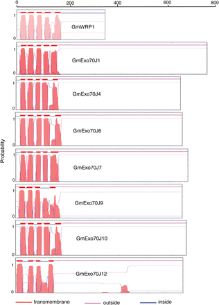 Prediction of the conserved N-terminal domain in GmWRP1 and Exo70J proteins as a five-passage TM domain. Prediction of TM helices and orientation in proteins were performed using the TMHMM method based on a hidden Markove model (http://www.cbs.dtu.dk/services/TMHMM-2.0/). The size of each protein is indicated by the number of amino acid residues shown at the top. This figure is available in colour at JXB online.