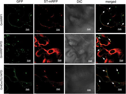 The N-terminal TM domains are sufficient for Golgi apparatus localization. GFP fusion proteins for GmWRP1 and the N-terminal TM domains (NTDs) of GmWRP1 (GmWRP1NTD) and GmExo70J1 (GmExo70J1NTD) were co-expressed with the Golgi apparatus marker gene ST-RFP in N. benthamiana. A majority of GFP punctate fluorescence signals from GmWRP1, GmWRP1NTD, and GmExo70J1NTD were also labelled by the ST-mRFP Golgi marker signals, and some are indicated by arrows. Co-expression of GmWRP1NTD–GFP also altered the labelling patterns of the ST-RFP Golgi marker. Bar, 10 µm.