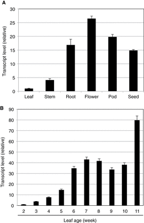 Expression analysis of GmWRP1. (A) Expression of GmWRP1 in different plant tissues. Young leaves, stems, and roots were collected from 4-week-old seedlings at vegetative (V) 2 stage; blooming flowers were sampled from plants at reproductive (R) 2 stage; and pods and seeds were collected at R3 and R7 stages, respectively. (B) Age-regulated expression of GmWRP1 in soybean leaves. The first trifoliolate leaves were collected from 2-week-old seedlings (V1 stage) to 11-week-old plants (R7 stage) at 1-week intervals. GmWRP1 expression was analysed by quantitative qRT-PCR using a soybean actin gene as an internal control.