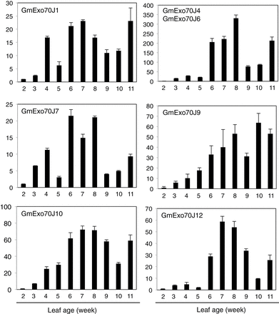 Age-regulated expression of GmExo70J genes in soybean leaves. The first trifoliolate leaves were collected from 2-week-old seedlings at vegetative (V) 1 stage to 11-week-old plants at reproductive (R) 7 stage at 1-week intervals. GmExo70J gene expression was analysed by quantitative qRT-PCR using a soybean actin gene as an internal control.