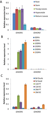 Transcript levels of GhKOR1 and GhKOR2 in wild-type cotton measured by qRT-PCR. (A) Transcript levels of GhKOR1 and GhKOR2 in root (R), stem (S), young leaves (YL), hypocotyls (H), and mature leaves (ML). (B) Transcript levels of GhKOR1 and GhKOR2 in 0, 5, 10, 15, 20 and 25 DPA fibre. (C) Transcript levels of GhKOR1 and GhKOR2 in 0 DPA ovule, 5 DPA seed, 10 DPA seed coat (SC) and filial tissue (FT), and 20 DPA seed coat (SC) and filial tissue (FT). (This figure is available in colour at JXB online.)