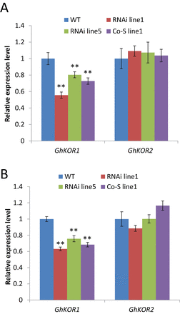 Transcript levels of GhKOR1 and GhKOR2 in 12 DPA filial tissue (A) and seed coat (B) of wild-type (WT), RNAi, and co-suppression (Co-S) lines measured by using qRT-PCR. ** indicate a significant difference from the WT based on t-test with a P-value of 0.01. (This figure is available in colour at JXB online.)
