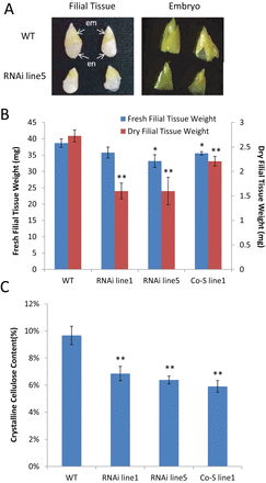 Seed phenotype at 20 DPA in GhKOR1-down-regulated transgenic cotton. (A) Filial tissue of RNAi line5 was smaller than that in the WT. A similar phenotype was observed in the other two GhKOR1-down-regulated lines, RNAi line1 and Co-S line1. em, embro; en, endosperm. (B) The dry weight and, to a lesser extent, the fresh weight of the 20 DAP filial tissue were reduced in the transgenic cotton, compared with the WT. (C) The crystalline cellulose content of 20 DAP seed coat was reduced in the transgenic cotton compared with the WT. * and ** indicate a significant difference from the WT by t-test with P-values of 0.05 and 0.01, respectively. At least three biological replicates were used in each case. (This figure is available in colour at JXB online.)