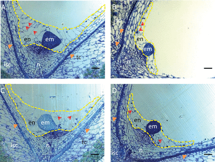 Disrupted endosperm and embryo development in GhKOR1-down-regulated transgenic cotton. The resin-embedded longitudinal sections cut from 10 DPA seeds were stained with Toluidine Blue. The endosperms are enclosed by yellow dotted lines. (A) WT seed section. Note that the endosperm was cellularized and well organized with cell walls evidently visible between the cells (arrows), and the embryo has developed to the heart stage. (B) RNAi line1 seed section. Note the much reduced endosperm cell size and cellularization. The latter is indicated by the irregular cell walls as compared with the WT. Also different from that in the WT (A), the embryo is still at the globular stage. (C) RNAi line5 seed section exhibiting similar endosperm and embryo phenotype to those of RNAi line1 in (B). The overall area of the endosperm appeared similar to that in the WT (A). However, the cells are irregular in shape (arrows) and the embryo is at the globular stage. (D) Co-S line1 10 DPA seed section. Note the similar phenotype to that of the RNAi line1 in (B) characterized by smaller and less cellularized endosperm cells and the fact that the embryo is at the globular stage. en, endosperm; em, embryo; n, nucellus; isc, inner seed coat; tc, transfer cell indicated by arrowheads. Three biological replicates were observed for each line, with similar results. Representative images are provided. Scale bars=50 μm in A–D.