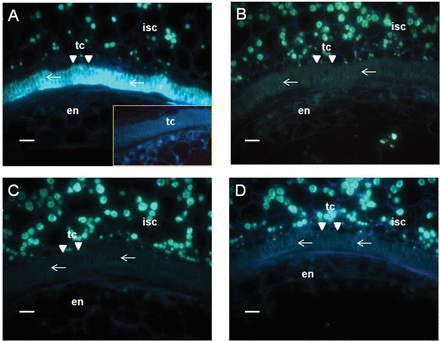Reduced callose signals in 15 DPA seed transfer cells (TCs) in GhKOR1-down-regulated transgenic cotton. Resin-embedded seed cross-sections cut at 15 DPA were stained with Aniline Blue for callose. (A) Image of the WT seed section. Note the strong callose signal (arrows) in the TCs in comparison with the buffer-only control (insert). The latter displayed no fluorescent signals in the TCs. (B–D) Images of the seed sections of RNAi line1, RNAi line5, and Co-S line1, respectively. Note that the callose signal in the TCs in these three lines was abolished entirely in comparison with the WT (A) and buffer-only control (insert in A). en, endosperm; isc, inner seed coat; tc, transfer cell, indicated by the white triangle. Scale bars=20 μm in A–D.