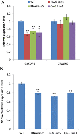 Transcript levels of GhKOR1, GhKOR2, and GhGlu3 in 15 DPA seed coat of wild-type (WT), RNAi, and co-suppression (Co-S) transgenic cotton. (A) Transcript levels of GhKOR1 and GhKOR2 in 15 DPA seed coat. (B) Transcript levels of GhGlu3 in 15 DPA seed coat. Note that the GhGlu3 mRNA level was significantly down-regulated in the transgenic lines compared with the WT. * and ** indicate a significant difference from the WT by t-test with P-values of 0.05 and 0.01, respectively. (This figure is available in colour at JXB online.)