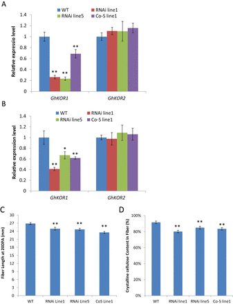 Suppression of GhKOR1 reduced fibre length and crystalline cellulose content. (A and B) qRT-PCR results show a reduced GhKOR1 mRNA level in 10 DPA and 20 DPA cotton fibre, respectively, of the three transgenic lines, with little or no impact on the GhKOR2 mRNA level. (C) Fibre length at 20 DPA was reduced in the transgenic cotton as compared with that in the wild type. (D) Crystalline cellulose content in mature fibre of transgenic cotton was significantly reduced as compared with that in the wild type. * and ** indicate a significant difference from the wild type by t-test with P-values of 0.05 and 0.01, respectively. (This figure is available in colour at JXB online.)