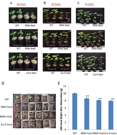 Reduced seedling growth in GhKOR1-down-regulated transgenic cotton. (A) The transgenic seedlings were significantly smaller and weaker than WT plants by 38 days after germination (DAG). (B) The transgenic plants were still smaller than the WT, but the difference appeared less obvious by 53 DAG than in the early stage as shown in (A). (C) By 70 DAG, just prior to flowering, the transgenic plants became phenotypically similar to the wild-type plants. (D) On the fifth day after the seeds were sown, among 15 seeds sown in each case, eight WT seedlings had emerged from the soil, while only two, five, and one seedling emerged in RNAi line1, RNAi line5, and Co-S line1, respectively. (E) After maturation, the 100 seed weight of transgenic lines was significantly reduced as compared with the WT. ** indicate a significant difference from the WT by t-test with a P-value of 0.01.