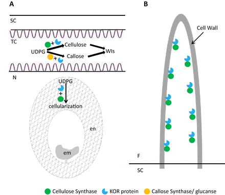 A schematic model of the roles that GhKOR1 may play in endosperm cellularization, wall ingrowths of transfer cells (A), and fibre cell development (B). (A) Cotton seed TCs are enriched in callose and cellulose. Suppression of GhKOR1 in the seed coat slightly reduced the crystalline cellulose content in 20 DPA seed coat butt abolished the callose content in 15 DPA TCs, which might compromise TC function. Endosperm cellularization is a process that is dependent on cellulose biosynthesis which may require expression of GhKOR1 based on the observation that down-regulation of GhKOR1 disrupted endosperm development and delayed embryo development. The compromised seed development reduced the seedling vigour of the transgenic plants. (B) Cotton fibre undergoes rapid cell elongation at 10–15 DPA and massive cell wall cellulose biosynthesis at 20 DPA onwards. Both processes may be dependent on the concerted action of cellulase synthase and GhKOR1 since suppression of GhKOR1 shortened fibres and reduced their cellulose content. em, embryo; en, endosperm; F, fibre; N, nucellus; SC, seed coat; TC, transfer cell; WIs, wall ingrowths.