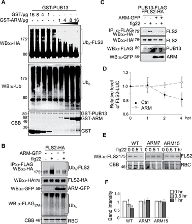 Ectopic expression of PUB13ARM blocks flg22-induced FLS2 ubiquitination and degradation. (A) PUB13ARM blocks PUB13-mediated FLS2 ubiquitination. MBP–FLS2CD-HA was incubated with GST–PUB13 in an in vitro ubiquitination reaction in the presence of different amount of proteins of GST (Control) or GST–ARM. The ubiquitination of FLS2CD was detected by α-HA antibody (top panel). The overall ubiquitination was detected by α-ubiquitin (Ub) antibody (middle panel). GST protein loading is shown by Coomassie Brilliant Blue (CBB) staining (bottom panel). (B) Ectopic expression of PUB13ARM blocks flg22-induced FLS2 ubiquitination. Arabidopsis protoplasts were transfected with FLAG-Ub, FLS2-HA, and PUB13ARM–GFP or a control vector, and incubated for 10h before 1 μM flg22 treatment for 30min. The ubiquitinated FLS2 was detected with an α-HA antibody western blot (WB) after immunoprecipitation with α-FLAG antibody. The total ubiquitinated proteins were detected by an α-FLAG WB, and the protein levels of FLS2 and ARM were detected by α-HA or α-GFP WB, respectively. Equal protein loading is shown by CBB staining for RuBisCo (RBC). (C) Ectopic expression of PUB13ARM suppresses flg22-induced FLS2–PUB13 association. Arabidopsis protoplasts were transfected with FLS2-HA, PUB13-FLAG, and PUB13ARM–GFP or a control vector, and incubated for 10h before 1 μM flg22 treatment for 10min. The association of FLS2–PUB13 was detected by an α-HA WB after α-FLAG immunoprecipitation. The protein levels of FLS2, PUB13, and ARM were detected by α-HA, α-FLAG, or α-GFP WB, respectively. (D) Ectopic expression of PUB13ARM inhibits flg22-induced FLS2–LUC degradation in protoplasts. The 35S::FLS2-LUC was co-transfected with ARM or a control vector in Arabidopsis protoplasts. The transfected protoplasts were incubated for 12h before 10 μM cycloheximide treatment for 1h, and then treated with 1 μM flg22 for the indicated times (hpt, hours post flg22 treatment). The UBQ–GUS was included as an internal transfection control. The LUC activity was normalized to GUS activity to reflect the relative protein level of FLS2. (E and F) Stable expression of PUB13ARM in transgenic plants blocks flg22-induced FLS2 degradation. ARM7 and ARM15 are two independent PUB13ARM transgenic lines (ARM7-2 and ARM15-1). Two-week-old seedlings were treated with 1 μM flg22 for 0.5h or 1h. The endogenous FLS2 proteins were detected by α-FLS2 WB (E) and were quantified by the band intensity (F). Equal protein loading is shown by CBB staining for RBC. The data are shown as the mean ±standard error (n=3), and the asterisk (*) indicates a significant difference before and after flg22 treatment (P<0.05). The above experiments were repeated three times with similar results.