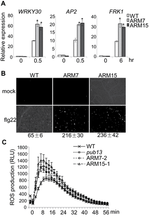 Elevated flg22-mediated immune responses in PUB13ARM transgenic plants. (A) Expression of flg22-induced genes in PUB13ARM transgenic plants. Real-time RT–PCR analysis of 2-week-old seedlings after 0.5h or 6h treatment with 100nM flg22. The expression of WRKY30, AP2, and FRK1 was normalized to the expression of UBQ10. The data are shown as the mean ±SE (n=3), and asterisks (*) indicate a significant difference between WT and PUB13ARM transgenic plants (P<0.05). (B) Callose deposition in PUB13ARM transgenic plants. Two-week-old seedlings were collected for aniline blue staining 12h after treatment with 500nM flg22. Callose deposits were counted using ImageJ 1.43U software (http://rsb.info.nih.gov/ij/). The data are shown as the mean ±SE (n=6). (C) ROS production in PUB13ARM transgenic plants. Leaf discs from 5-week-old plants were treated with 100nM flg22, and ROS production was detected at the indicated time points. The data are shown as the mean ±SE from 24 leaf discs. The above experiments were repeated three times with similar results.