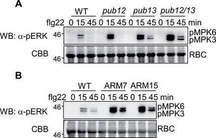 PUB12/13 negatively regulate MAPK activation. (A and B) Enhanced MAPK activity in pub12/13 mutant and PUB13ARM transgenic plants as detected by α-pERK antibody. Two-week-old seedlings were treated with 100nM flg22 for 15min or 45min. Phosphorylated MPK3 (pMPK3) and MPK6 (pMPK6) were detected by α-pERK western blot (WB). Protein loading is shown by Coomassie Briliant Blue (CBB) for RBC. The above experiments were repeated three times with similar results.