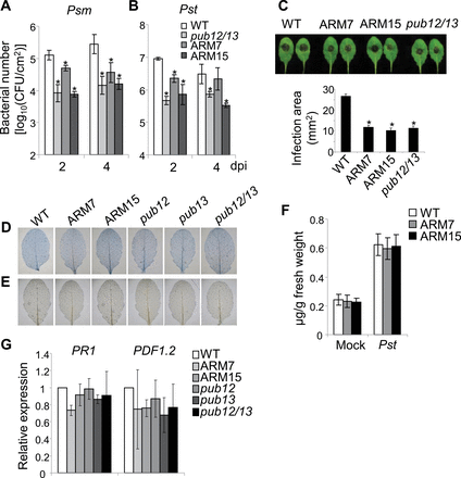 Enhanced disease resistance in PUB13ARM transgenic plants. (A and B) Growth of Pseudomonas syringae in PUB13ARM transgenic plants. Four-week-old Arabidopsis leaves were hand-inoculated with P. syringae pv. maculicola ES4326 or P. syringae pv. tomato DC3000 strain at 5×105 cfu ml–1. Bacterial counting was performed 2 d and 4 d post-inoculation (dpi). An asterisk (*) indicates a significant difference (P<0.05) between WT and PUB13ARM transgenic plants. (C) Lesion development of Botrytis cinerea in PUB13ARM transgenic plants. Five-week-old plants were infected with B. cinerea BO5 at the concentration of 105 spores ml–1. Disease symptoms were recorded and the area of infection was measured 3 dpi. An asterisk (*) indicates a significant difference with P<0.05 between WT and PUB13ARM transgenic plants. (D) Cell death and (E) H2O2 accumulation in the leaves of 4-week-old plants were examined by trypan blue and DAB staining respectively. (F) SA levels in WT and PUB13ARM transgenic plants. Four-week-old Arabidopsis leaves were hand-inoculated with Pst DC3000 strain at 5×105 cfu ml–1. SA was analysed 3 dpi. The data are shown as the mean ±SE (n=4). (G) The expression of PR1 and PDF1.2 in 4-week-old plants was normalized to the expression of UBQ10. The data are shown as the mean ±SE (n=3). The plants were grown under 23 °C, 65% relative humidity, 75 μE m–2 s–1 light, and a photoperiod of 12h light/12h dark. The above experiments were repeated three times with similar results.