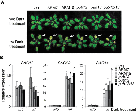 PUB12/13 negatively regulate leaf senescence. (A) Dark-induced senescence in pub mutant and ARM transgenic plants. Four-week-old WT, pub mutants, and PUB13ARM transgenic plants were subjected to a 4 d dark treatment. Yellowing leaves at the same positions are indicated by the white-coloured arrows. (B) Expression of senescence-associated genes (SAG) in WT, pub mutants, and PUB13ARM transgenic plants. The expression of SAG12, SAG13, and SAG14 was normalized to the expression of UBQ10. The data are shown as the mean ±SE (n=3), and the asterisks (*) indicate a significant difference compared with WT plants (P<0.05). The above experiments were repeated three times with similar results.