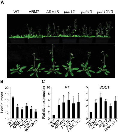 PUB12/13 negatively regulate plant flowering time. (A) Flowering phenotype. Photos were taken of 8-week-old WT, pub mutants, and PUB13ARM transgenic plants grown under 23 °C, 65% relative humidity, 75 μE m–2 s–1 light, and a photoperiod of 16h light/8h dark. (B) Leaf number of WT, pub mutants, and PUB13ARM transgenic plants. The leaf number of the tested plants was counted when the first flower bud appeared. An asterisk (*) indicates a significant difference (P<0.05) compared with the leaf number of WT plants. (C) Expression of flowering marker genes in the WT, pub mutants, and PUB13ARM transgenic plants. The expression of FT and SOC1 was normalized to the expression of UBQ10. The data are shown as the mean ±SE (n=3), and the asterisks (*) indicate a significant difference compared with WT plants (P<0.05). The above experiments were repeated three times with similar results.