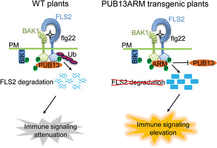 A model of dominant negative function of ectopic expression of the PUB13 ARM domain in plant immunity. In WT plants, perception of flg22 by FLS2 induces formation of the FLS2–BAK1 complex, release of BIK1, and activation of downstream immune responses. The ARM domain of PUB13 interacts with BAK1 and is phosphorylated by BAK1. PUB13 associates with FLS2 during flagellin-induced formation of the FLS2–BAK1 complex, mediates the ubiquitination of FLS2, and directs FLS2 for degradation, resulting in the attenuation of immune signalling. In the PUB13ARM transgenic plants, the overexpressed PUB13ARM proteins strongly interact with BAK1 and prevent BAK1 interaction with endogenous PUB13 and probably PUB12, or alternatively interfere with the function of endogenous PUB13 and PUB12. Therefore, the ectopically expressed PUB13ARM proteins block PUB12/13-mediated FLS2 ubiquitination and degradation, resulting in elevated immune responses. P, phosphate; Ub, ubiquitin; PM, plasma membrane.